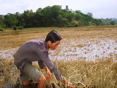 Dân đối mặt nạn đói vì đường chậm sửa, Tin tức trong ngày, nan doi, ngap lut, duong hong, dak lak, doi, mat mua, bao, tin tuc, tin hot, tin hay