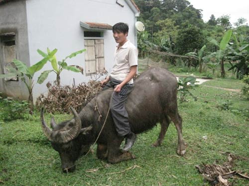 Người có biệt tài sờ điện, át vía trâu ảnh 2 Người có biệt tài sờ điện, át vía trâu, Tin tức trong ngày, nguoi khong bi dien giat, mien nhiem voi dien, at via trau, thuan phuc trau, biet tai, kha nang ky la, bao, tin nhanh, tin hot, tin tuc