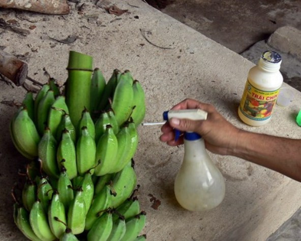 Chuối sau khi được phun hóa chất sẽ chín rất nhanh (ảnh nguồn Vietnamnet) Chuối sau khi được phun hóa chất sẽ chín rất nhanh (ảnh nguồn Vietnamnet)