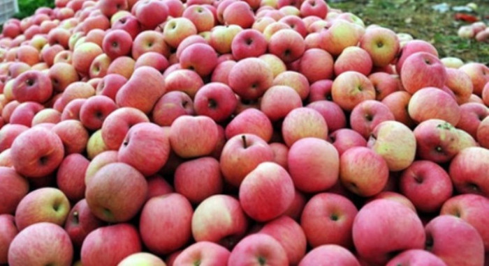 Trước đó dư luận hết sức lo lắng về việc gần 300 tần hoa quả nhiệm độc từ Trung Quốc được tuần sang Việt Nam Trước đó dư luận hết sức lo lắng về việc gần 300 tần hoa quả nhiệm độc từ Trung Quốc được tuần sang Việt Nam