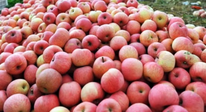 Trước đó dư luận hết sức lo lắng về việc gần 300 tần hoa quả nhiệm độc từ Trung Quốc được tuần sang Việt Nam