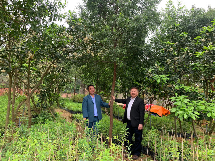 Anh Thoại cho biết, đàn hương là loài cây bán ký sinh, nên có thể trồng xen canh với các loại cây như: bưởi, cam... (ảnh: Thùy Linh) Anh Thoại cho biết, đàn hương là loài cây bán ký sinh, nên có thể trồng xen canh với các loại cây như: bưởi, cam... (ảnh: Thùy Linh)