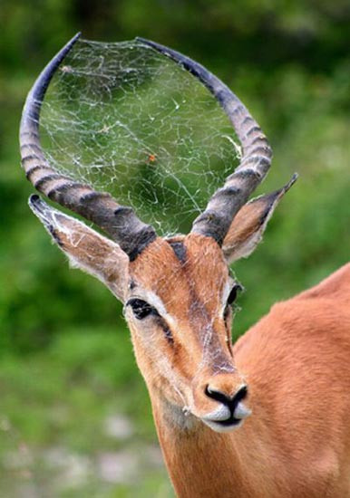 Húc nhiều thì bảo húc nhiều Lơ là không húc, mạng nhiều nhện giăng