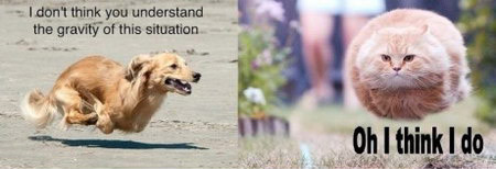 Chó ta thử sức chạy đua Mèo kia nói lớn “ không đùa được đâu” Chó ta thử sức chạy đua Mèo kia nói lớn “ không đùa được đâu”