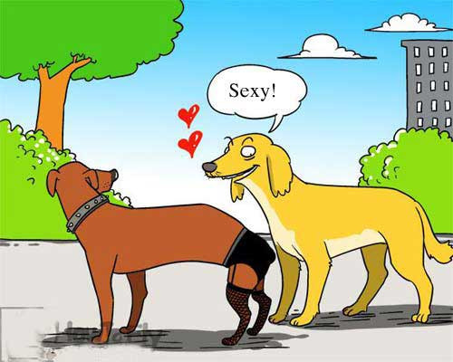 Người đẹp vì lụa, chó sexy vì... đồ lót. Người đẹp vì lụa, chó sexy vì... đồ lót.