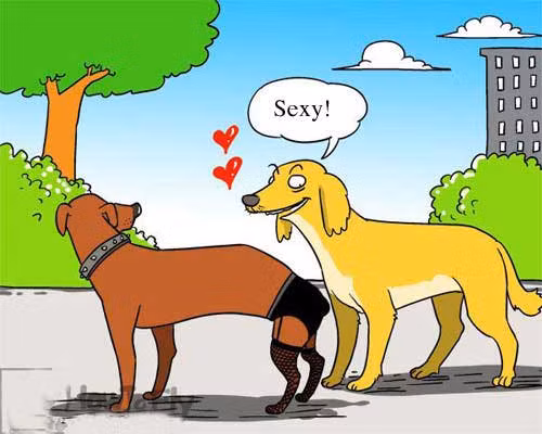 Người đẹp vì lụa, chó sexy vì... đồ lót.