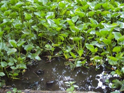 Khu vực nơi hung thủ vứt đứa con mới sinh Khu vực nơi hung thủ vứt đứa con mới sinh