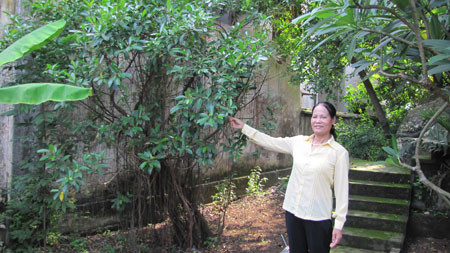 Người ta bảo cây si này chính là "chồng" của Bạch Tuyết