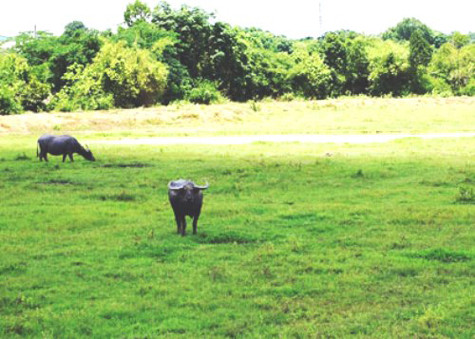 Con trâu đực vẫn rất hung hăng. Con trâu đực vẫn rất hung hăng.