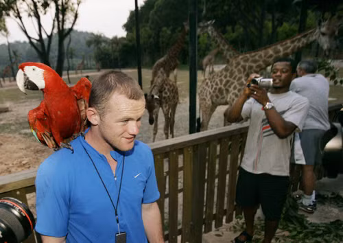 Rooney trông thật bẽn lẽn khi chụp ảnh bên cạnh chú vẹt.