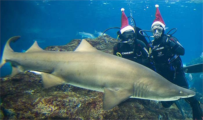 Tiền đạo Bojan Krkic thử cảm giác mạnh chụp hình với cá mập. Tiền đạo Bojan Krkic thử cảm giác mạnh chụp hình với cá mập.