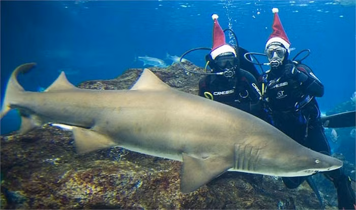 Tiền đạo Bojan Krkic thử cảm giác mạnh chụp hình với cá mập.