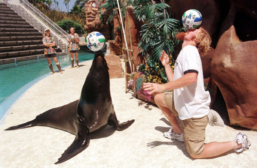 Cựu tuyển thủ Mỹ, Alexi Lalas hứng chí trổ tài cùng hải cẩu. Cựu tuyển thủ Mỹ, Alexi Lalas hứng chí trổ tài cùng hải cẩu.