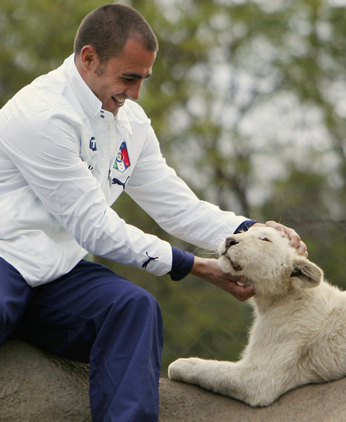 Canavaro thật gan khi dám gãi ngứa cho chú sư tử con. Canavaro thật gan khi dám gãi ngứa cho chú sư tử con.