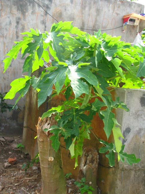 Cây đủ đủ cạnh nhà đã mọc lên những chồi xanh non mơn mởn. Cây đủ đủ cạnh nhà đã mọc lên những chồi xanh non mơn mởn.