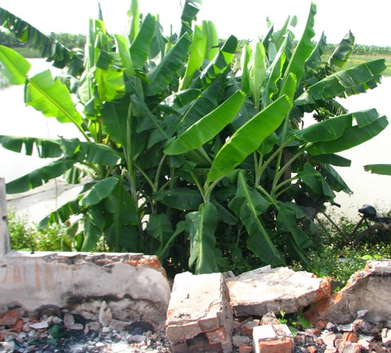 Những khóm chuối bị chặt, đốt phá tan hoang bên cạnh đống đổ nát giờ đây đã xanh tốt trở lại. Cây cối nơi đây đã hồi sinh. Những khóm chuối bị chặt, đốt phá tan hoang bên cạnh đống đổ nát giờ đây đã xanh tốt trở lại. Cây cối nơi đây đã hồi sinh.