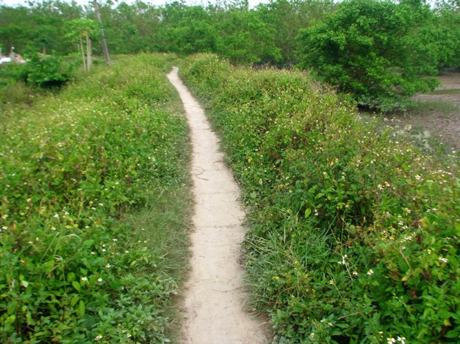 Cỏ đã mọc kín, che lấp những vết bánh xe máy xúc trên đường vào ngôi nhà tạm của gia đình ông Vươn. Dường như chưa có điều gì xảy ra ở nơi này. Cỏ đã mọc kín, che lấp những vết bánh xe máy xúc trên đường vào ngôi nhà tạm của gia đình ông Vươn. Dường như chưa có điều gì xảy ra ở nơi này.