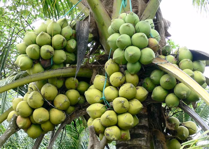 Nước dừa là một thức uống thiên nhiên vô hại. Nước dừa là một thức uống thiên nhiên vô hại.