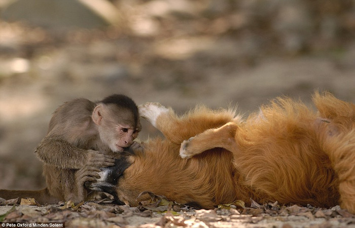 Chú khỉ cảm nhận xung quanh hàm của bạn trong suốt quá trình chuẩn đoán. Pete Oxford cho biết: “ Điều đặc biệt ở đây là những con chó địa phương này đều nhận thức rõ rằng lũ khỉ rất tốt. Hai loài này dường như đã trở thành những người bạn thân nhất của nhau và điều này khiến khoảng cách giữa chúng không còn”.