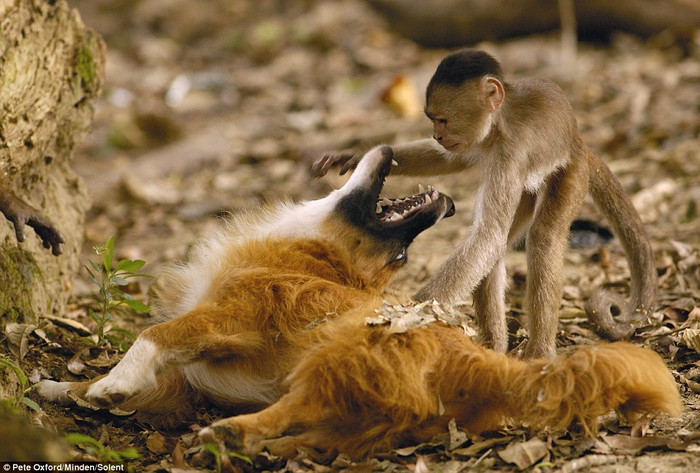 Nhiếp ảnh gia Pete Oxford, 53 tuổi đã ghi lại được cảnh tượng hiếm có này tại khu nghỉ dưỡng ở Puerto Misahualli, nơi nổi tiếng về số lượng lớn loài khỉ mũ. Ông Oxford cho biết ông cảm thấy vô cùng ngạc nhiên khi chứng kiến những cử chỉ thân mật đến lạ thường giữa hai loài động vật .