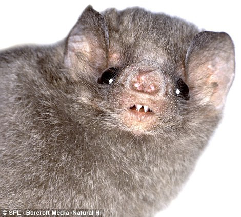 Loài dơi ma cà rồng (Diphylla ecaudata) này thường ăn những loài chim nhỏ hơn. Loài dơi ma cà rồng (Diphylla ecaudata) này thường ăn những loài chim nhỏ hơn.