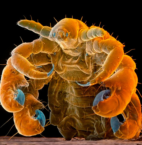 Đây là loài rận càng cua thường sống trên các vùng mu trên cơ thể người hoặc cũng có thể tìm thấy trên lông mi mắt Đây là loài rận càng cua thường sống trên các vùng mu trên cơ thể người hoặc cũng có thể tìm thấy trên lông mi mắt