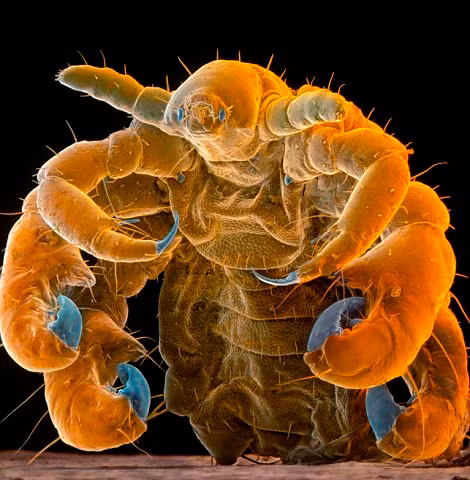 Đây là loài rận càng cua thường sống trên các vùng mu trên cơ thể người hoặc cũng có thể tìm thấy trên lông mi mắt