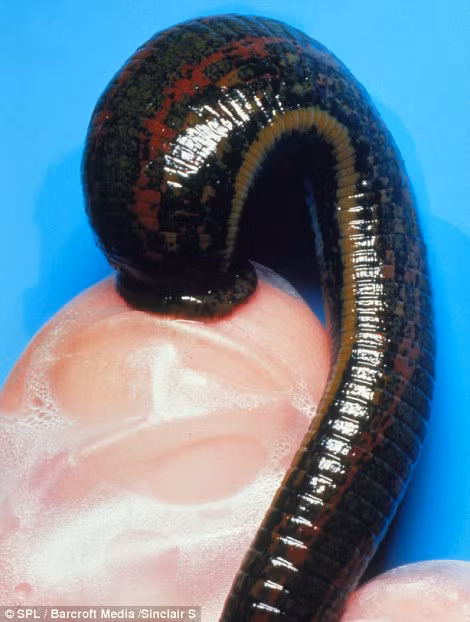 Loài đỉa chữa bệnh có thể đạt kích thước 20cm khi trưởng thành