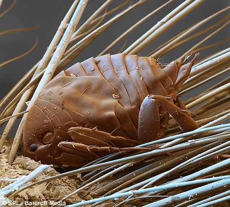 Bọ chét cát châu Âu ( (Talitrus saltator) có thể phát triển dài đến 1,5 cm . Chúng xuất hiện nhiều ở các bãi biển vào lúc thủy triều dâng cao và kiếm thức ăn vào ban đêm. Bọ chét cát châu Âu ( (Talitrus saltator) có thể phát triển dài đến 1,5 cm . Chúng xuất hiện nhiều ở các bãi biển vào lúc thủy triều dâng cao và kiếm thức ăn vào ban đêm.