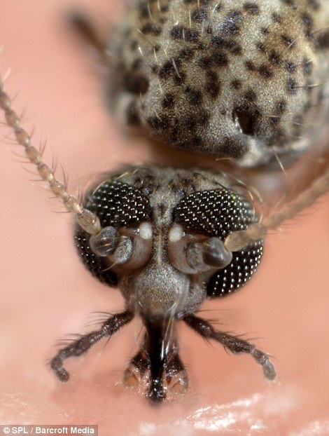 Muồi vằn đang hút máu người Muồi vằn đang hút máu người