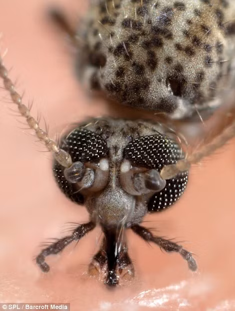 Muồi vằn đang hút máu người