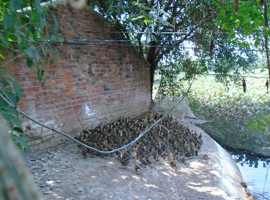 “Xứ sở vịt trời” của chàng trai tỷ phú đất Kinh Bắc ảnh 2 “Xứ sở vịt trời” của chàng trai tỷ phú đất Kinh Bắc ảnh 2