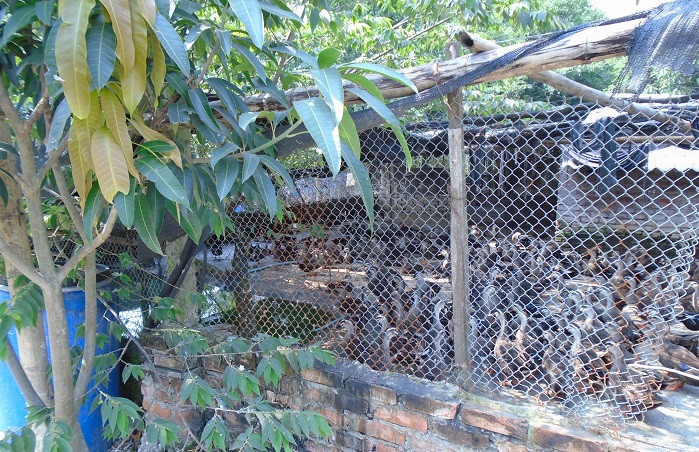 Đàn vịt trời của anh Cường Đàn vịt trời của anh Cường