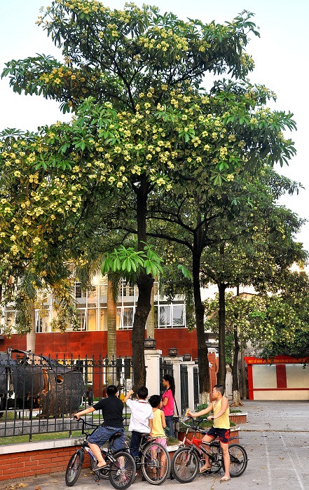 Hoa sữa gắn với những kỉ niệm xưa… mang hương vị đậm đà của cuộc sống.