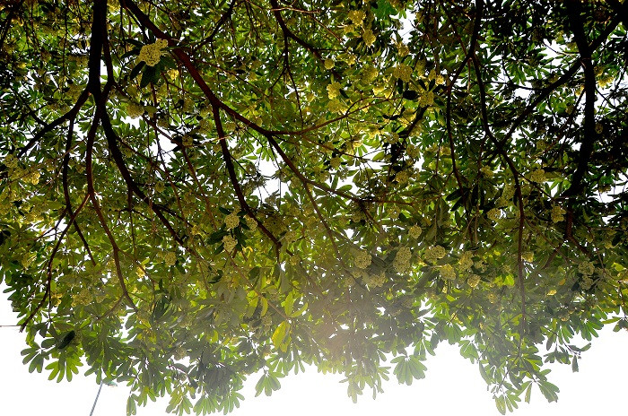 “Hoa sữa vẫn ngọt ngào đầu phố đêm đêm. Có lẽ nào anh lại quên em, có lẽ nào anh lại quên em?” - những giai điệu trong bài hát Hoa sữa của nhạc sĩ Hồng Đăng.