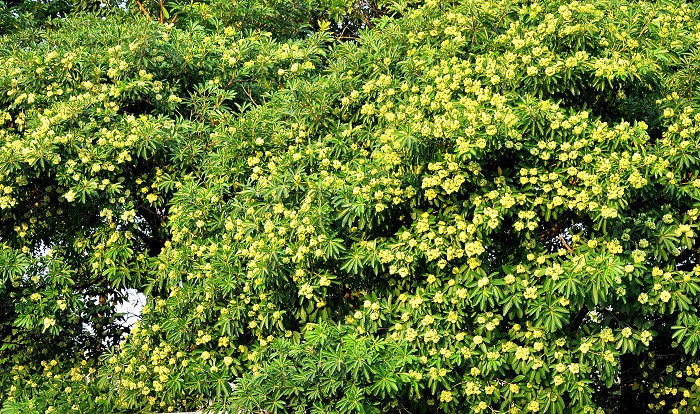 Những bầu trời hoa sữa vào mỗi thu ở Hà Nội khiến lòng người xao xuyến.