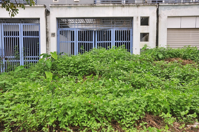 Cỏ mọc cao, che kín cổng biệt thự.