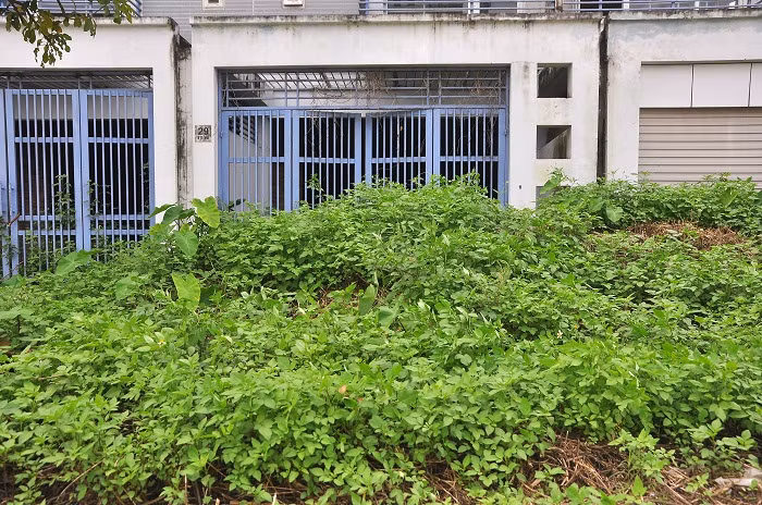 Cỏ mọc cao, che kín cổng biệt thự.
