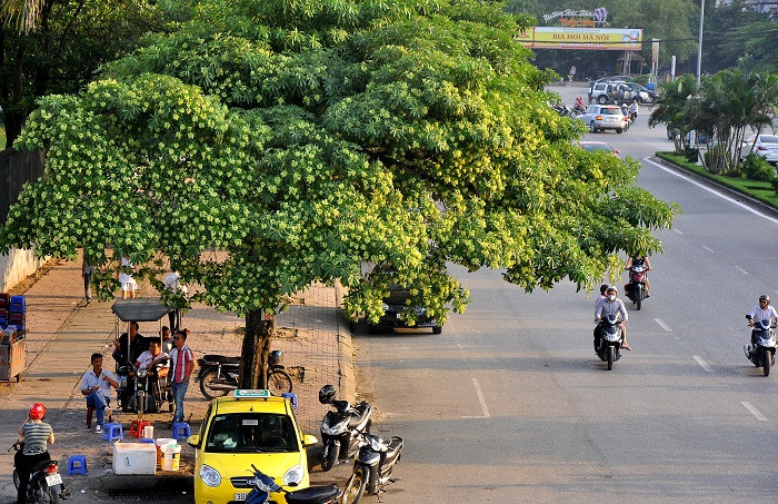 Chỉ có thu Hà Nội mới có mùi hương hoa sữa nồng nàn - một nét đặc trưng mà không nơi nào có được.