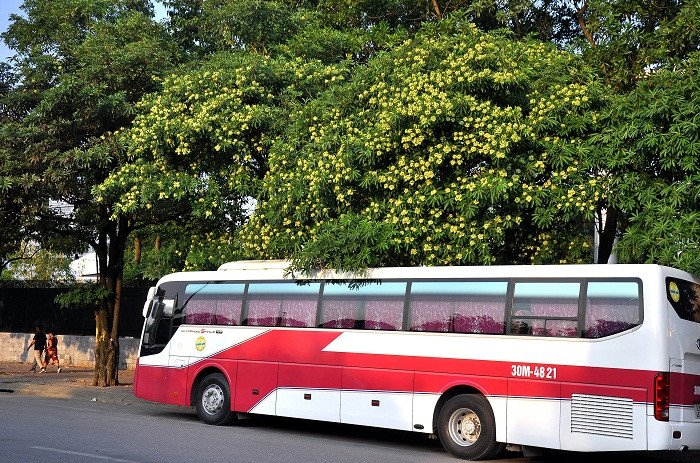 Hoa sữa thường xuất hiện trong những ca khu viết về thu Hà Nội. Nó mãi sống trong tiềm thức của người yêu nhạc Việt Nam bởi những ca khúc hay nhất về mùa thu Hà Nội.