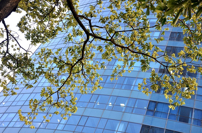 Hoa sữa nồng nàn trong những lời thơ - “Chỉ còn mùi hoa sữa nồng nàn, trong căn phòng nhỏ/ Đêm cuối thu, trăng lạnh mờ sương/ Chỉ còn nỗi im lặng phố khuya/ Không gian dạ hương sâu thẳm..." của nhà thơ Phạm Thị Ngọc Liên trong "Im lặng đêm Hà Nội".