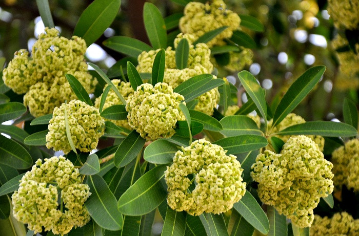 Mùa thu về lại mang theo mùi hương nồng nàn của hoa sữa tới khiến những kỉ niệm, nỗi nhớ lại ùa về trong mỗi người.