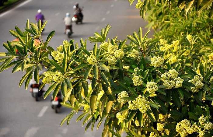 Trên những con phố, ngõ nhỏ… mùi hương hoa sữa vẫn len lỏi và tỏa hương nồng nàn.