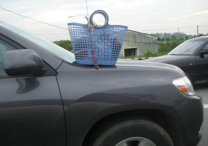 "Chỗ ngồi" lý tưởng cho... gà?!