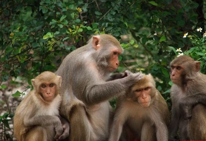 Tuổi Thân: Năm nay người tuổi Thân vận trình thuận lợi, nhân duyên tốt, hợp tác làm ăn với người khác dễ đạt được thành công, thường xuyên gặp được quý nhân tương trợ. Rất có lợi cho phát triển sự nghiệp. Tiền tài: Năm nay tài vận người tuổi Thân rất thuận lợi, đặc biệt thích hợp đầu tư, xây dựng nhà xưởng, văn phòng, chỉ cần chịu khó đầu tư công sức nhất định sẽ thu lợi khả quan, không nên đánh mất cơ hội. Năm nay người tuổi thìn học hành, hay lập nghiệp đều thuận lợi. Các tháng vận thế thuận lợi nhất trong năm là 3,4,8 và 11. Các tháng cần cẩn trọng đề phòng tán tài ngoài ý muốn, khống chế cân bằng thu chi là tháng 5,6,9 và 10. Tuổi Thân: Năm nay người tuổi Thân vận trình thuận lợi, nhân duyên tốt, hợp tác làm ăn với người khác dễ đạt được thành công, thường xuyên gặp được quý nhân tương trợ. Rất có lợi cho phát triển sự nghiệp. Tiền tài: Năm nay tài vận người tuổi Thân rất thuận lợi, đặc biệt thích hợp đầu tư, xây dựng nhà xưởng, văn phòng, chỉ cần chịu khó đầu tư công sức nhất định sẽ thu lợi khả quan, không nên đánh mất cơ hội. Năm nay người tuổi thìn học hành, hay lập nghiệp đều thuận lợi. Các tháng vận thế thuận lợi nhất trong năm là 3,4,8 và 11. Các tháng cần cẩn trọng đề phòng tán tài ngoài ý muốn, khống chế cân bằng thu chi là tháng 5,6,9 và 10.