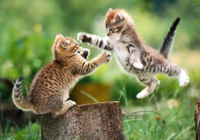 Tuổi Mão Tiền tài và vận hạn: Người tuổi Mão gặp năm Nhâm Thìn thì vận thế bị cảm trở, tiểu nhân cản đường, bị lời đàm tiếu thị phi, nói xấu châm chọc sau lưng, nên phải kĩ lưỡng nhìn người, phân biệt người tốt kẻ xấu, tránh bị người khác bán rẻ mà thất bại thảm hại. Cần xử lý tốt các mối quan hệ với đồng nghiệp, cấp trên và khách hàng, làm việc phải cẩn thận, nhẫn nhịn, không nên quản việc ngoài lề không cần thiết. Người kinh doanh cần chú ý phòng tránh việc kiện tụng hợp đồng kinh tế. Tuy vậy, năm nay có sao thái dương tương trợ nên mọi việc nếu biết cẩn trọng thì có thể hóa giải được. Cần chú ý các tháng 5,7,8.