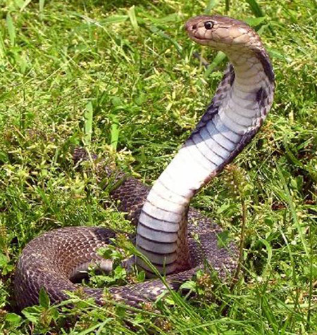 Tuổi Tỵ Vận hạn: Năm nay tuổi Tỵ còn gặp sao tù ngục, cần tránh tình trạng theo đuổi lợi nhuận quá mức mà làm những việc vi phạm pháp luật, nếu không dễ gặp nạn tù tội. Sức khỏe:Năm nay sức đề kháng của người tuổi Tỵ tương đối kém, dễ nhiễm các bệnh thông thường nên cần chú ý bồi bổ và tập luyện nâng cao sức khỏe. Tình duyên: Do ảnh hưởng của sao quả túc nên trong tình cảm, yêu đương dễ nảy sinh mâu thuẫn, tranh cãi. Chú ý trong hôn nhân nên xử trí cho khéo do dễ xảy ra chia rẽ, li hôn, li thân. (Còn tiếp)