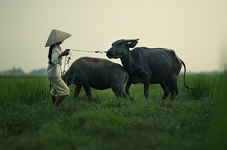 Tuổi Sửu Tiền tài: Về tổng thể đều thuận buồm xuôi gió. Năm nay lại có sao lục hợp là quý nhân ứng vào nên sự nghiệp phát triển vững chắc, có thể đạt được chức vị cao.Do có sao thái tuế tương trợ, năm nay người tuổi Sửu dễ đạt được tài lộc lớn nên có thể đầu tư đất đai, chứng khoán để có lợi nhuận lớn. Vận hạn: Cần chú ý năm nay dễ gây ra điều tiếng thị phi và kiện tụng nên mọi việc phải tuân thủ luật. Tránh cho vay mượn nhiều tiền, chú ý cân đối thu chi trong các tháng 2,9 và 12 bởi đây là những tháng có tài vận kém nhất trong năm, không nên tham lam lợi nhuận mà bị mất cả tiền vốn.