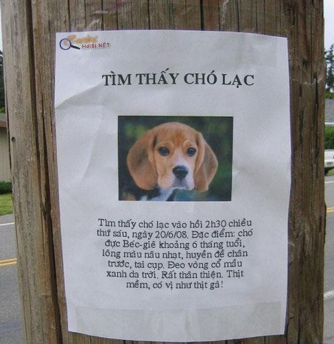 Tìm thấy chó lạc. Đặc điểm... thịt mềm có vị như thịt gà !