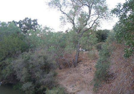 Trong giữa bụi gai góc mèo rậm rạp, người dân phát hiện thấy có một cái xương sọ với một nhúm tóc.( ảnh minh họa)